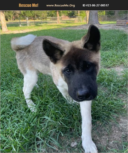 ADOPT 23062700517 ~ Akita Rescue ~ Klondike, TX