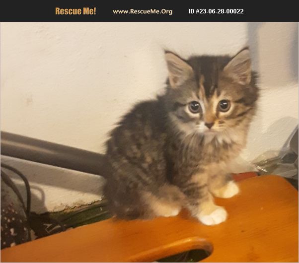 ADOPT 23062800022 Norwegian Forest Cat Rescue Waldorf, MD