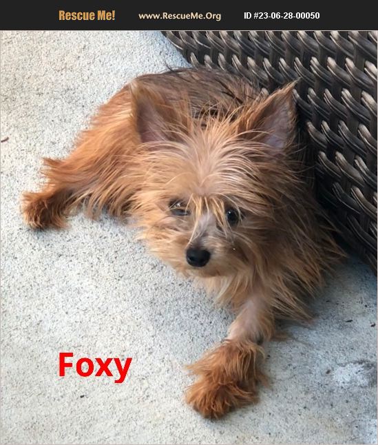 ADOPT 23062800050 Yorkie Rescue Raleigh, NC