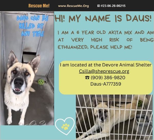 ADOPT 23062800215 Akita Rescue California