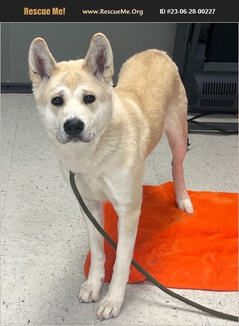 ADOPT 23062800227 ~ Akita Rescue ~ Salt Lake City, UT