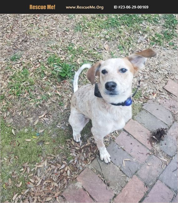 ADOPT 23062900169 Australian Cattle Dog Rescue Newton Grove, NC, NC