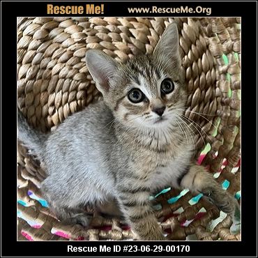 - New York Cat Rescue - ADOPTIONS - Rescue Me!