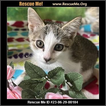 - New York Cat Rescue - ADOPTIONS - Rescue Me!