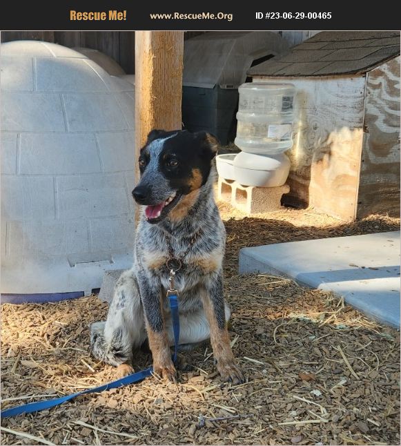 ADOPT 23062900465 Australian Cattle Dog Rescue Paso Robles, CA