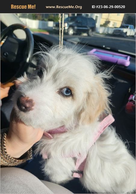 Adopt Poodle Rescue Tustin Ca