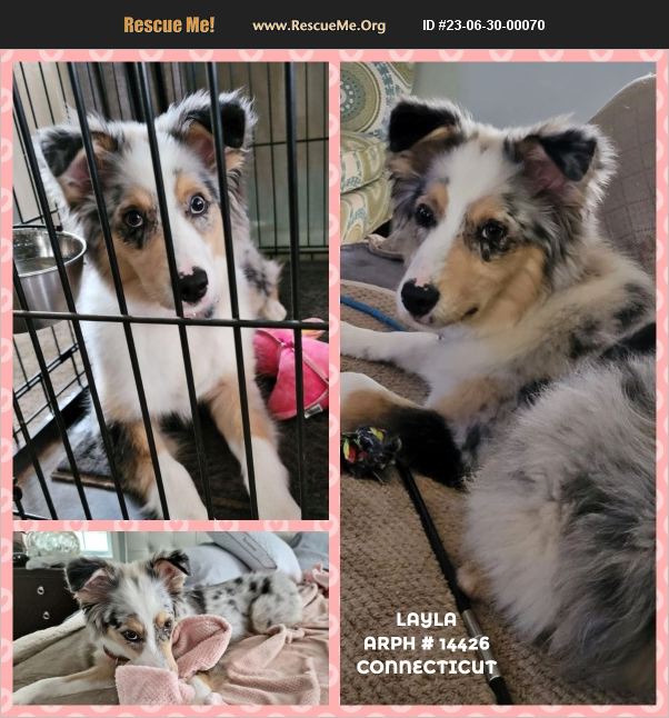 ADOPT 23063000070 Australian Shepherd Rescue Hartford County, CT