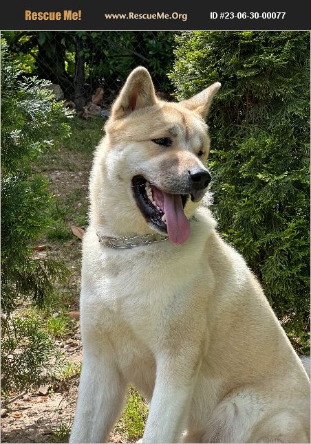 ADOPT 23063000077 ~ Akita Rescue ~ Atlanta, GA