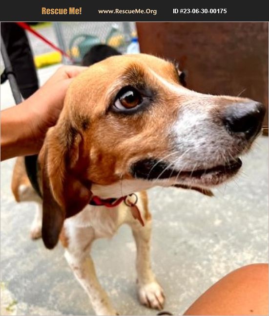 ADOPT 23063000175 Beagle Rescue Bedford Hills, NY