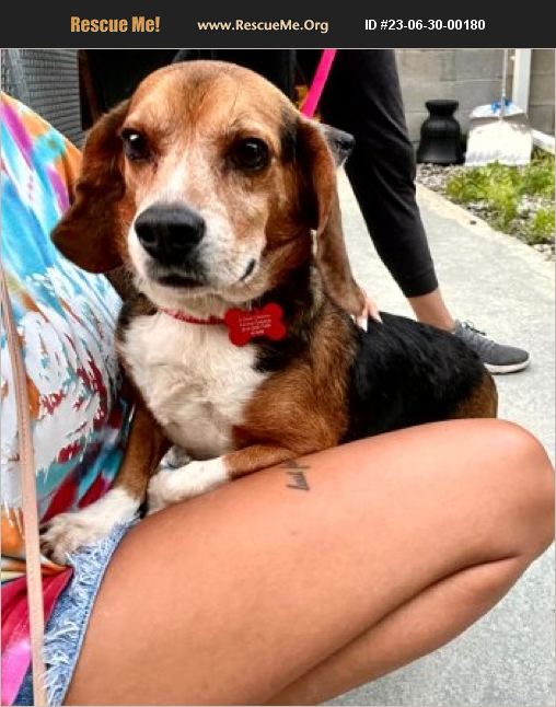 ADOPT 23063000180 Beagle Rescue Bedford Hills, NY