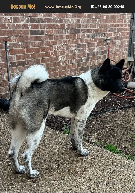 ADOPT 23063000216 ~ Akita Rescue ~ Allen, TX