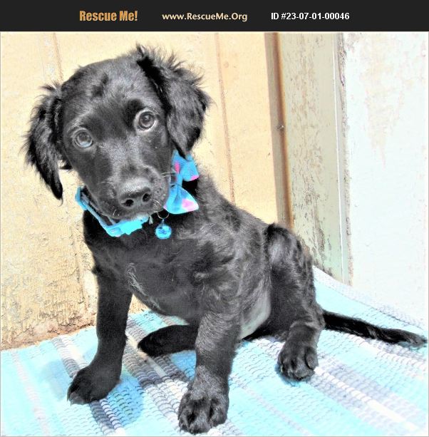 ADOPT 23070100046 Cocker Spaniel Rescue Seattle, WA