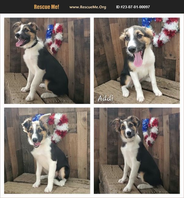 ADOPT 23070100097 Collie Rescue Floresville, Texas, TX