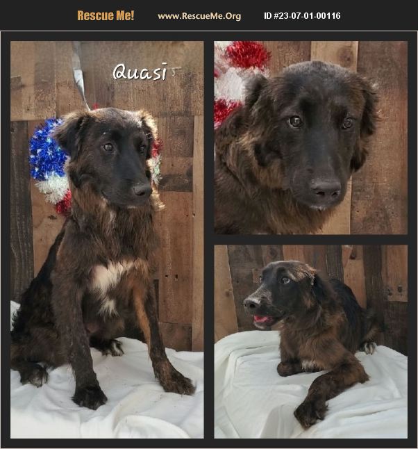 ADOPT 23070100116 Australian Shepherd Rescue Floresville, Texas, TX