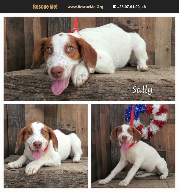 ADOPT 23070100148 Cavalier Rescue Floresville, Texas, TX