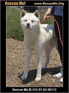 - California Akita Rescue - ADOPTIONS - Rescue Me!