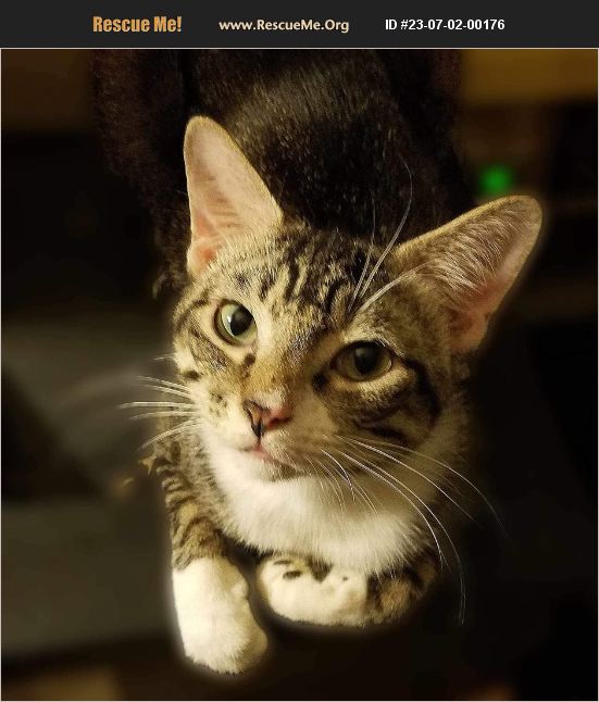 ADOPT 23070200176 Domestic Cat Rescue East Dundee, IL