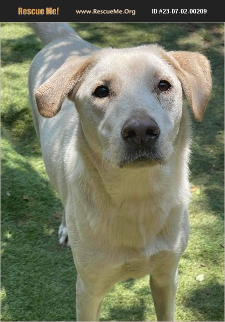 ADOPT 23070200209 ~ Lab Rescue ~ San Antonio, TX