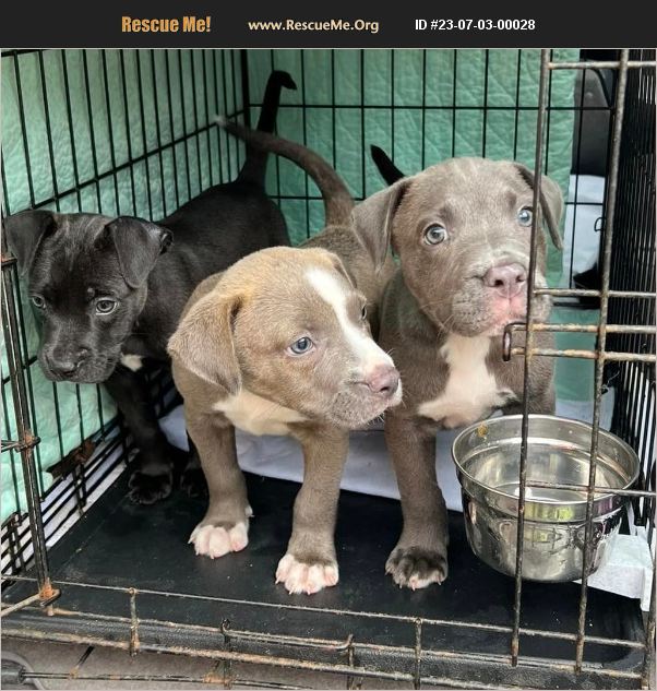 ADOPT 23070300028 Pit Bull Rescue Monmouth County, NJ