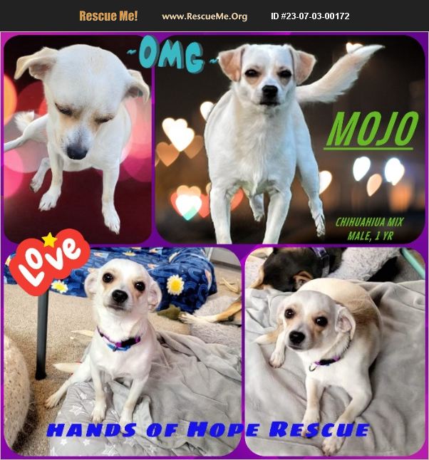 ADOPT 23070300172 Chihuahua Rescue Great Bend, KS