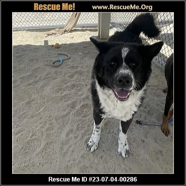 - California Akita Rescue - ADOPTIONS - Rescue Me!