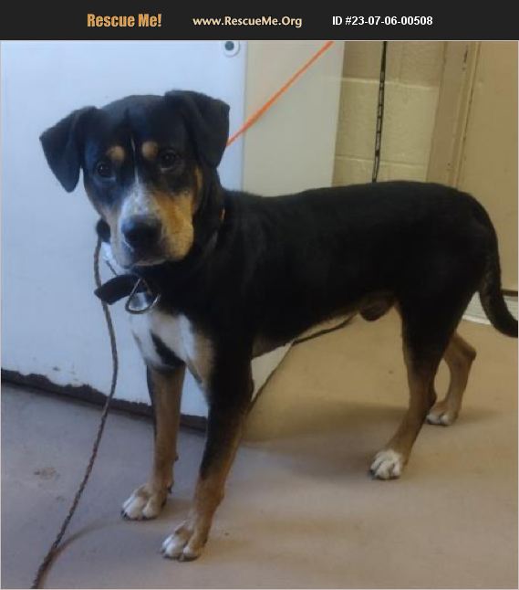 ADOPT 23070600508 Greater Swiss Mountain Dog Rescue Jonesboro, GA