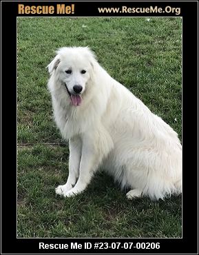 Nc Great Pyrenees Rescue