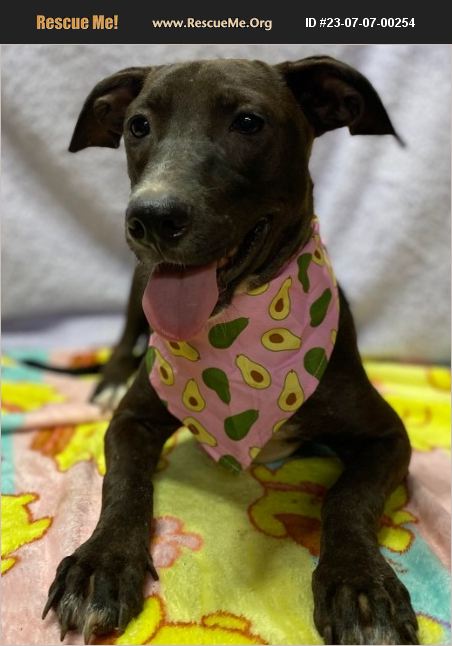 ADOPT 23070700254 Basset Hound Rescue whippany new jersey, NJ