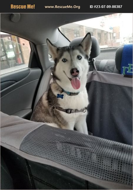 Adopt Siberian Husky Rescue Norfolk Va