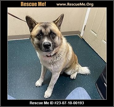 - California Akita Rescue - ADOPTIONS - Rescue Me!