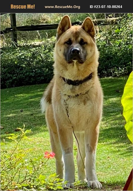 ADOPT 23071000264 ~ Akita Rescue ~ Media, PA