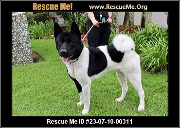 - Georgia Akita Rescue - ADOPTIONS - Rescue Me!