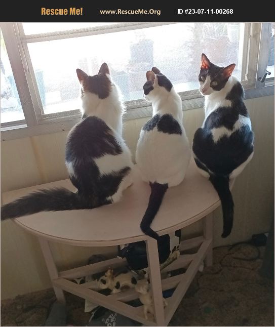 ADOPT 23071100268 Domestic Cat Rescue Casa Grande, AZ