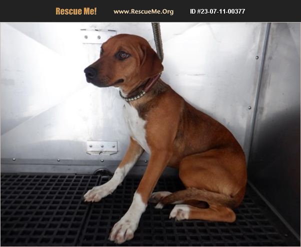 Adopt Foxhound Rescue Doral Fl