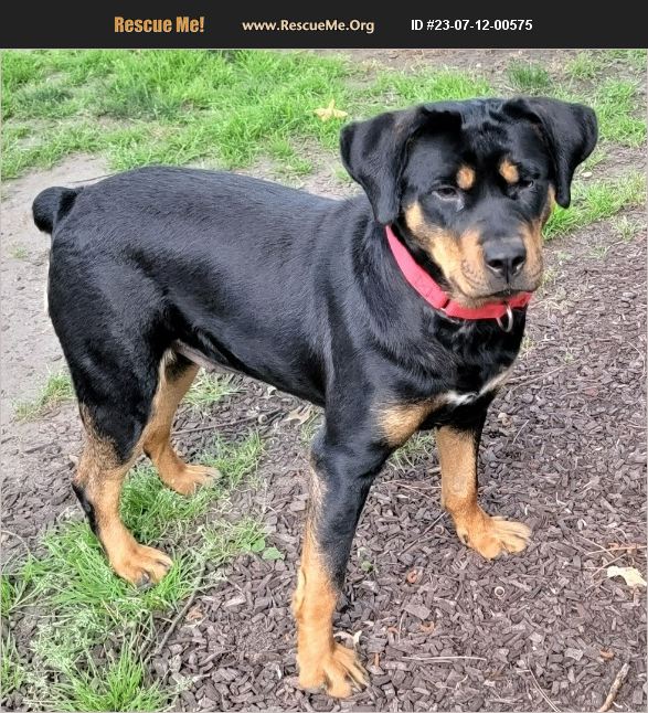 ADOPT 23071200575 Rottweiler Rescue Lisbon, IA
