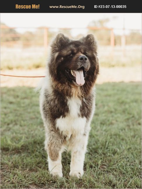 ADOPT 23071300035 ~ Akita Rescue ~ Pottstown, TX