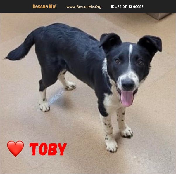ADOPT 23071300098 Border Collie Rescue Apple Valley, CA