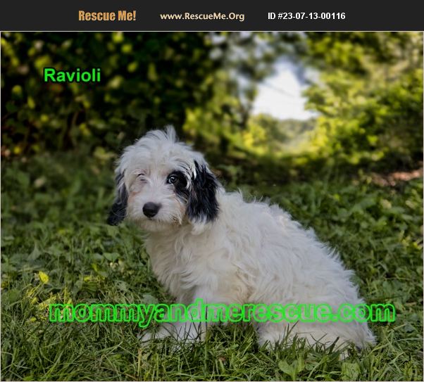 ADOPT 23071300116 Poodle Rescue Mount Carmel, PA