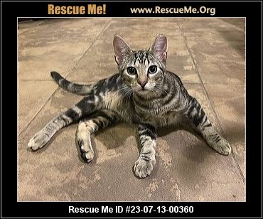 Cat for adoption - Louis Vuitton , a Bengal in Miami Beach, FL