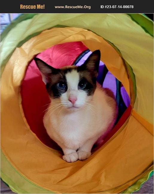 ADOPT 23071400078 Snowshoe Rescue Orlando, FL