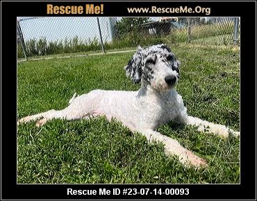 - Ohio Poodle Rescue - ADOPTIONS - Rescue Me!