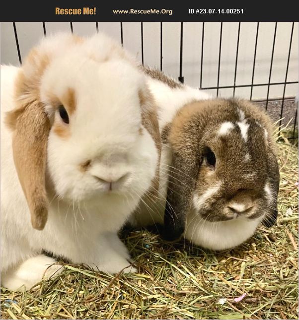 ADOPT 23071400251 Rabbit Rescue Cincinnati, OH
