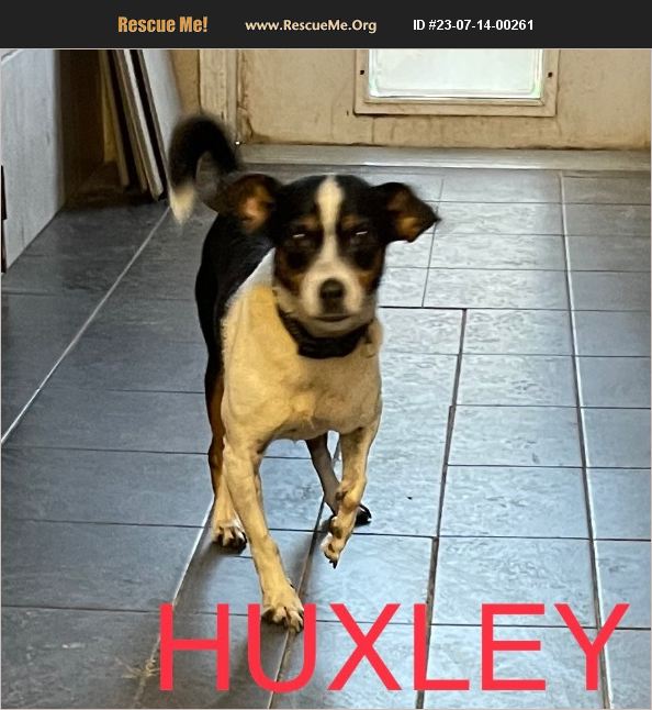 ADOPT 23071400261 Jack Russell Rescue Spring Hill, FL