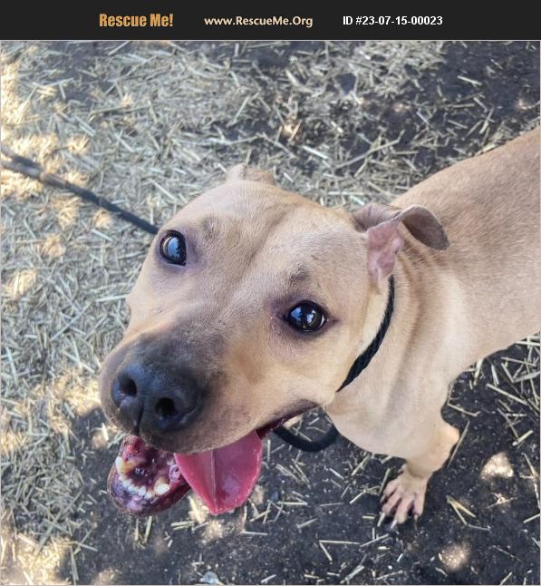 ADOPT 23071500023 Pit Bull Rescue Chicago, IL