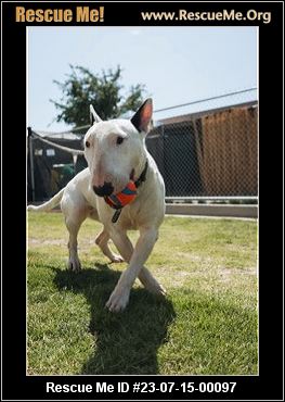 Bull terrier sale rescue northern california