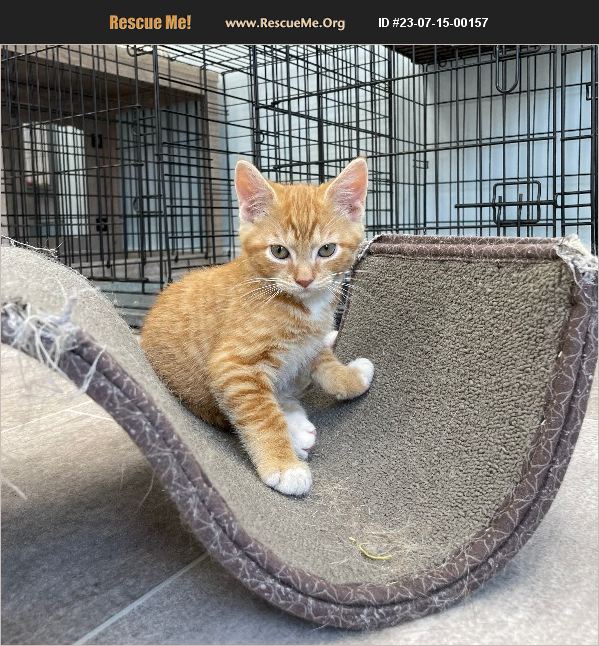 ADOPT 23071500157 Domestic Cat Rescue Lancaster, PA