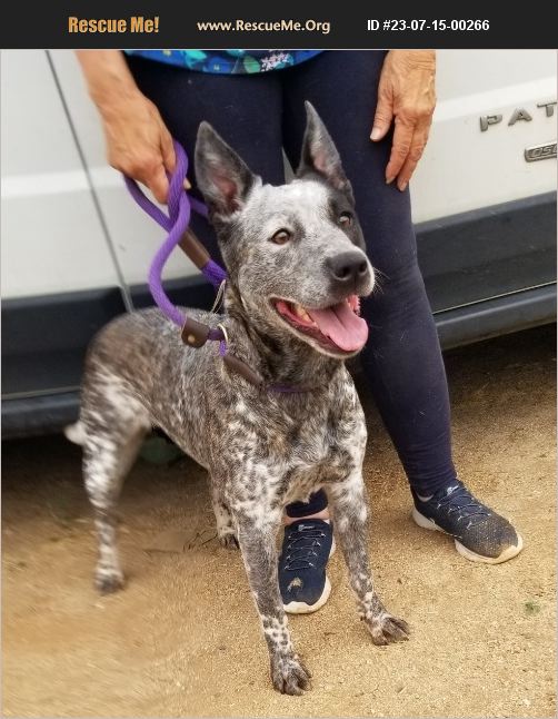 ADOPT 23071500266 Australian Cattle Dog Rescue Seattle, WA