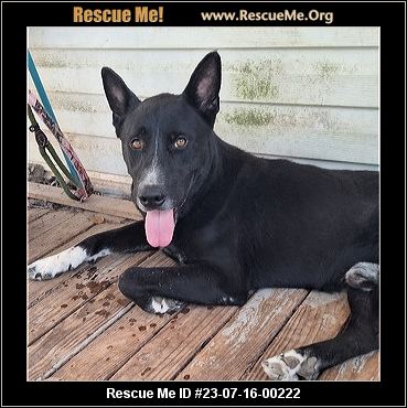 - Maryland Dog Rescue - ADOPTIONS - Rescue Me!