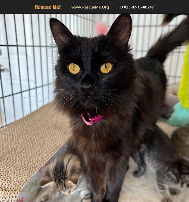 ADOPT 23071600247 Norwegian Forest Cat Rescue Van Nuys, CA