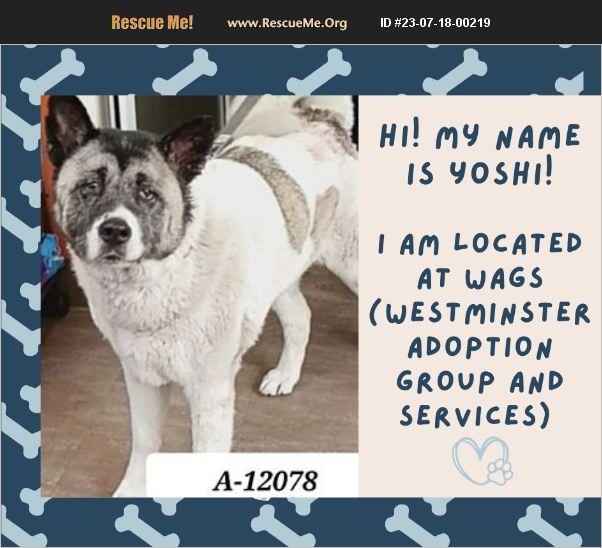 ADOPT 23071800219 ~ Akita Rescue ~ Los Angeles County, CA